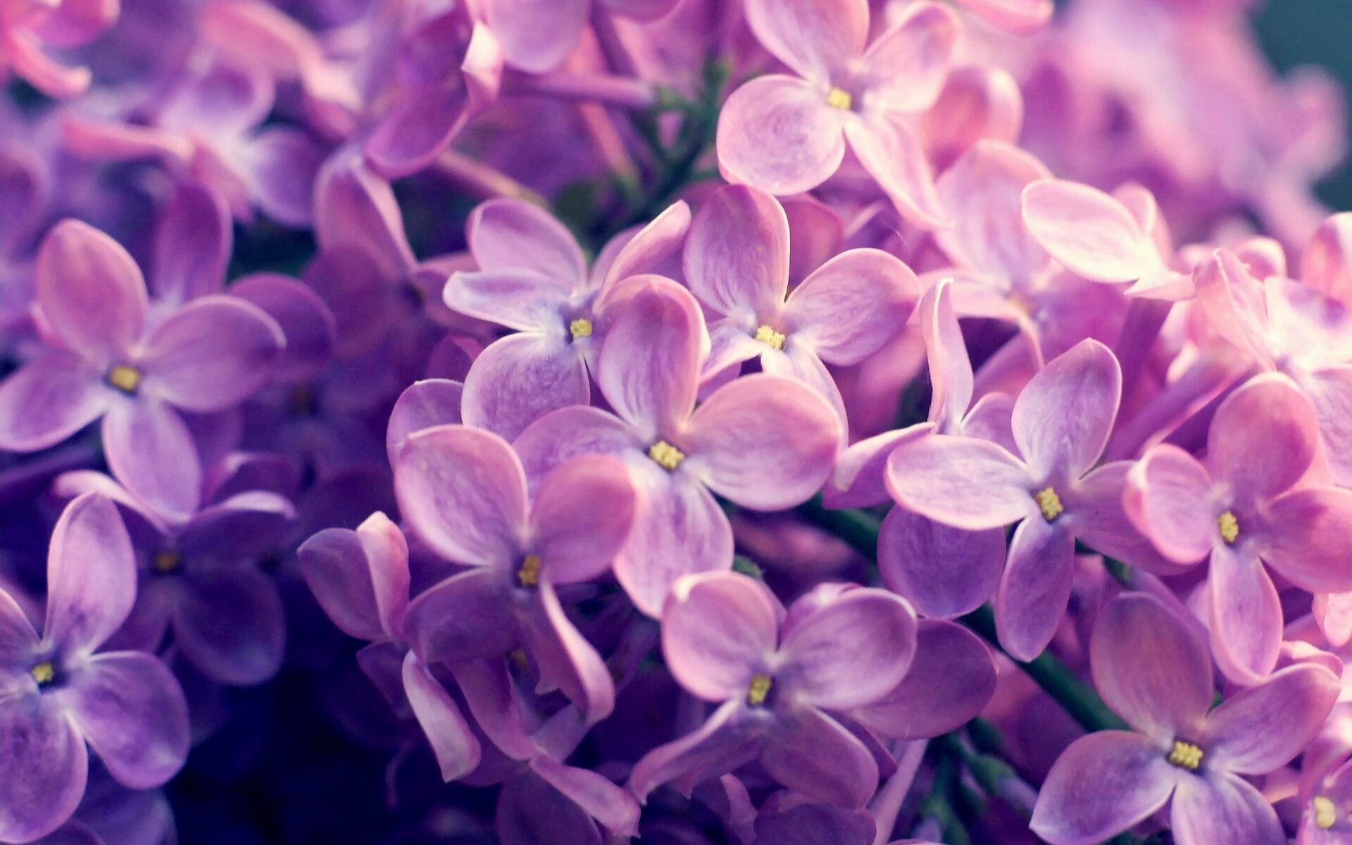-上海马拉松今日鸣枪起跑,上海马拉松实时追踪