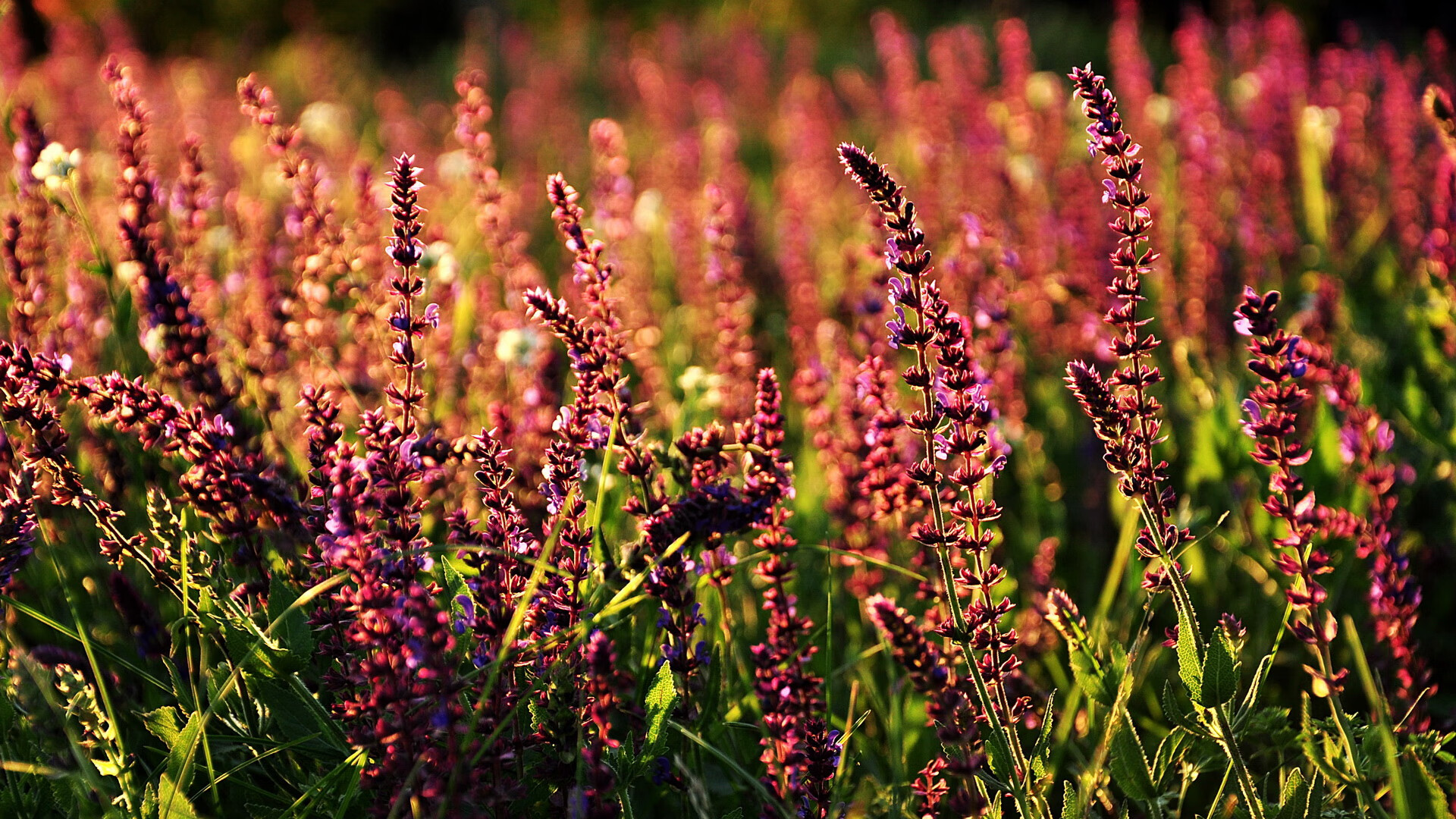 xingkong sports-巴萨逆袭斯帕尼奥尔，梅西着落制胜球，巴萨官推梅西