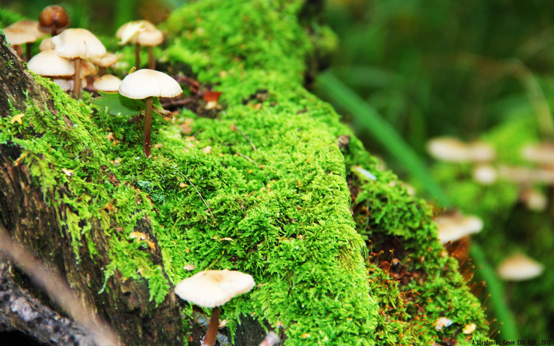 星空体育首页登录-德国横扫前南斯拉夫,取得四连胜,德国干涉南斯拉夫内战